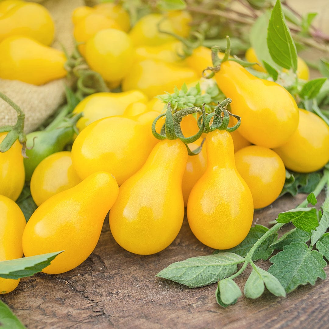 Organic Heirloom Tomato 5-Pack Seed Bundle - Image 11