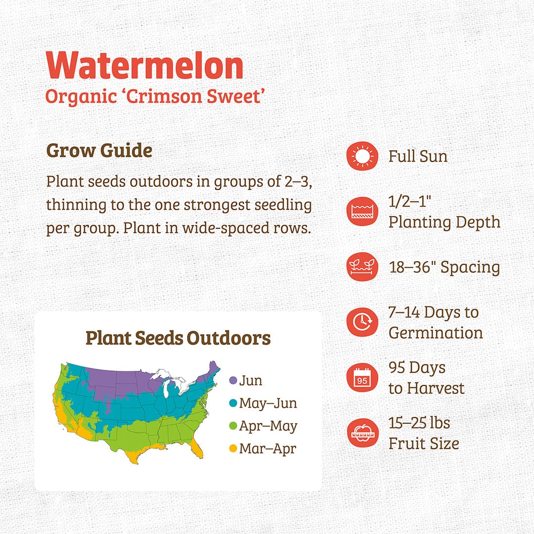 Organic Watermelon Seeds — 'Crimson Sweet' - Image 3