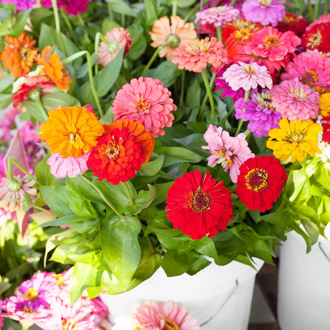 Organic Zinnia Seeds — 'California Giants' - Image 7