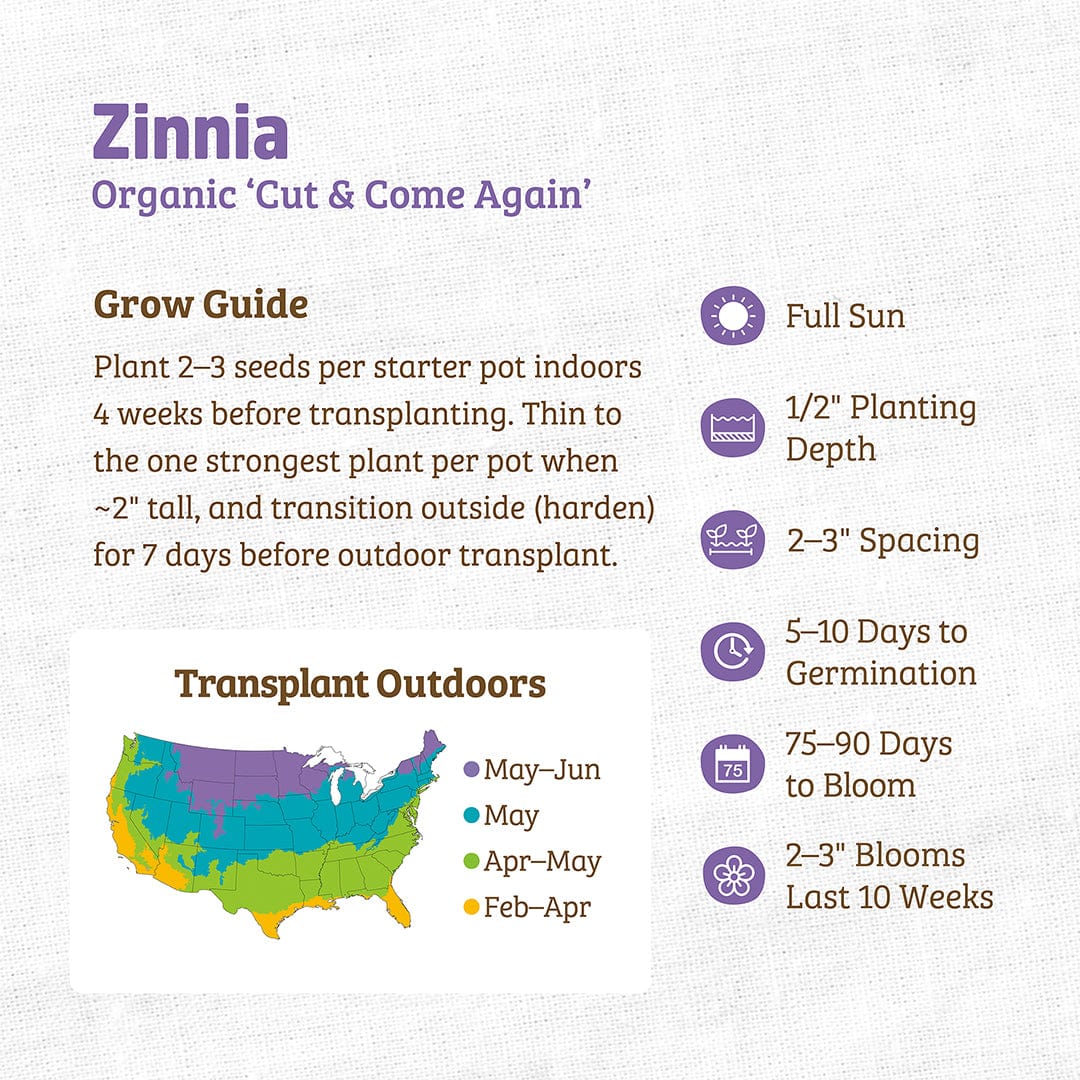 Organic Zinnia Seeds — 'Cut and Come Again' - Image 3