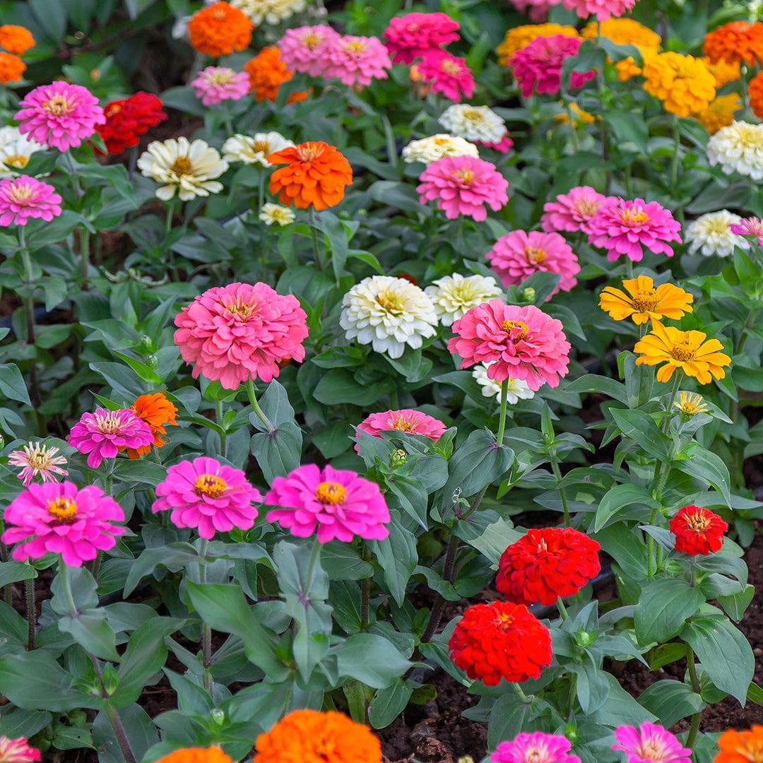 Organic Zinnia Seeds — 'Cut and Come Again' - Image 7