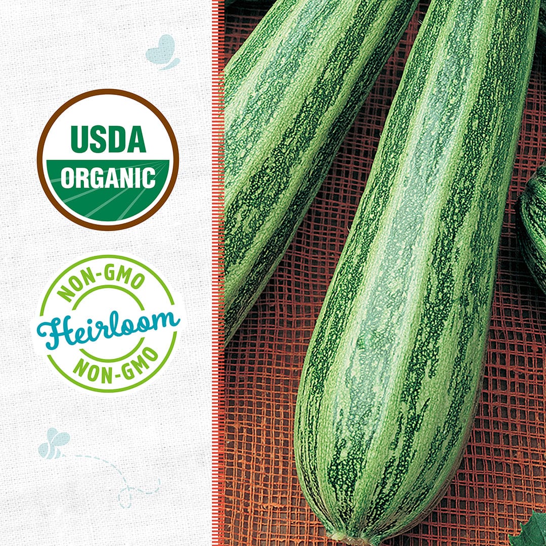Organic Zucchini Seeds — 'Cocozelle' - Image 2
